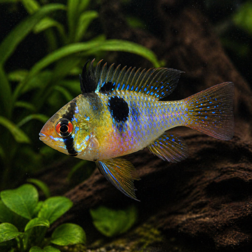 Ramirezi mikrogeofagas