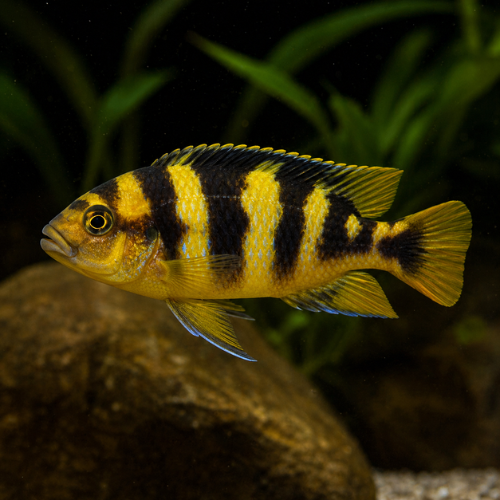 Pseudotropheus crabro