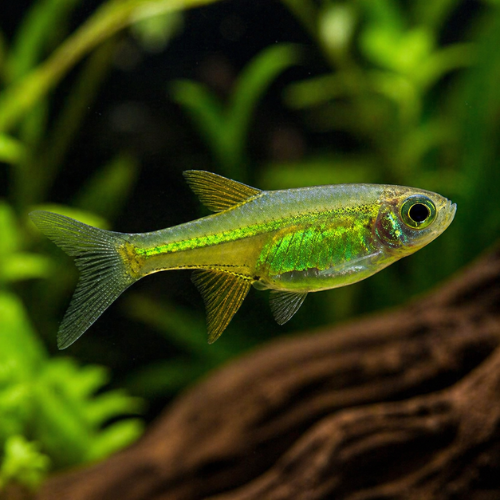 Microdevario kubotai
