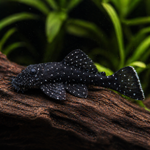 L181 Ancistrus sp.