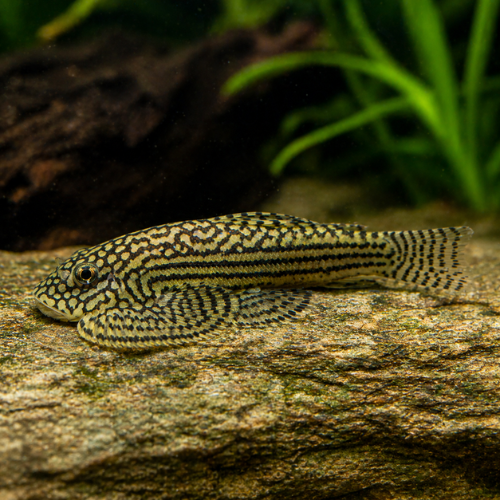 Sewellia lineolata