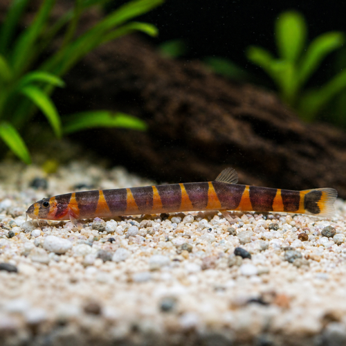 Pangio kuhlii javanicus