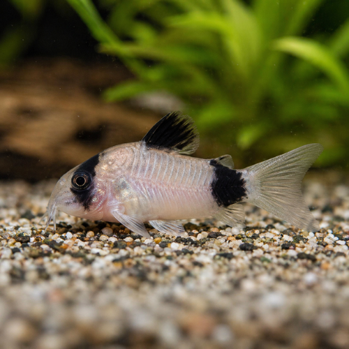 Corydoras panda
