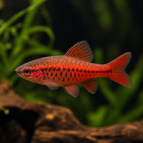 Barbusas titteya