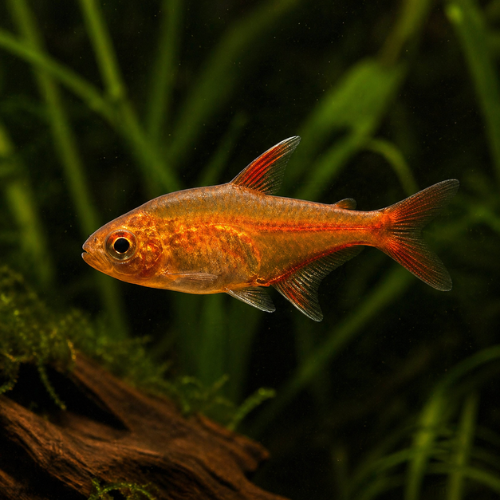 Hyphessobrycon amandae