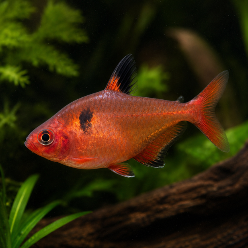 Hyphessobrycon eques