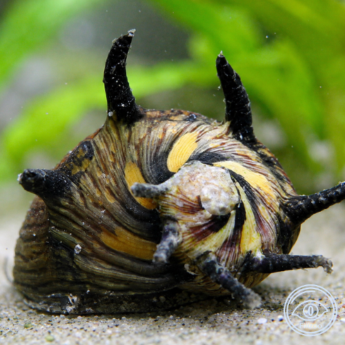 Neritina sp. sraigių saulė