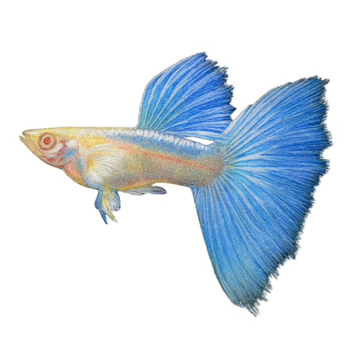 Poecilia ret. (poroje) albinosinė dangaus mėlynumo