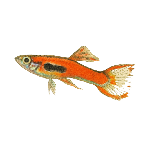 Poecilia endler raudonoji