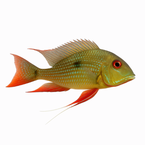 Geophagus surinamensis