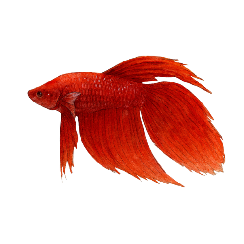Betta sp. patinas (raudonas)