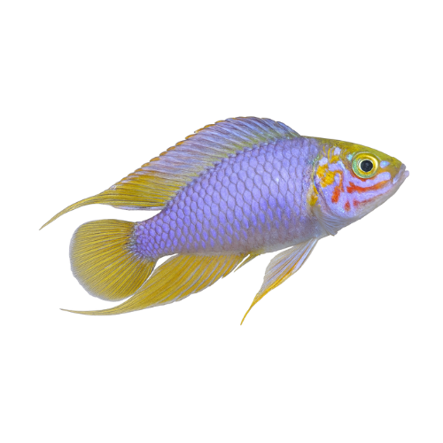 Apistogramma borelli