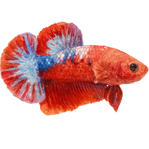 Betta sp. patinėlio plakatas pragaro berniukas raudonas