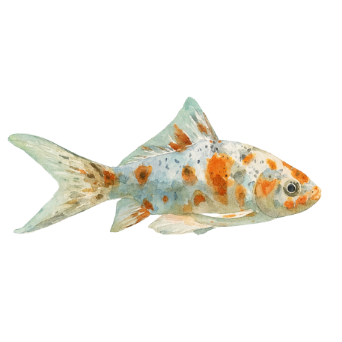 Carassius auratus schubunkin