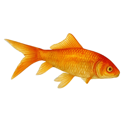 Raudonasis Carassius auratus