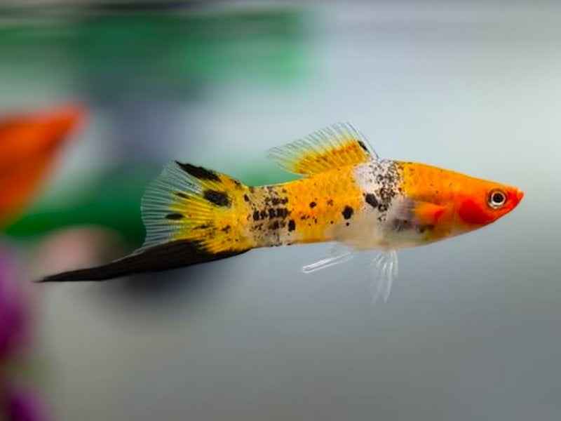 Swordtail Koi trispalvė