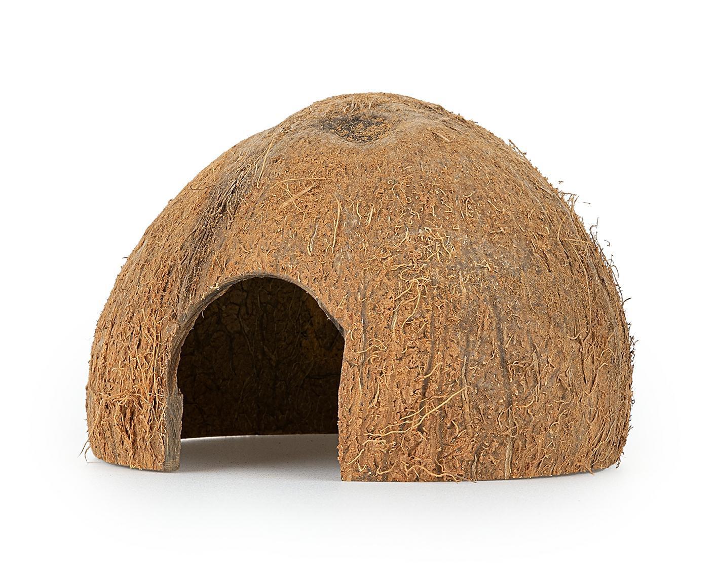 Kokoso kevalo puselė nešlifuota