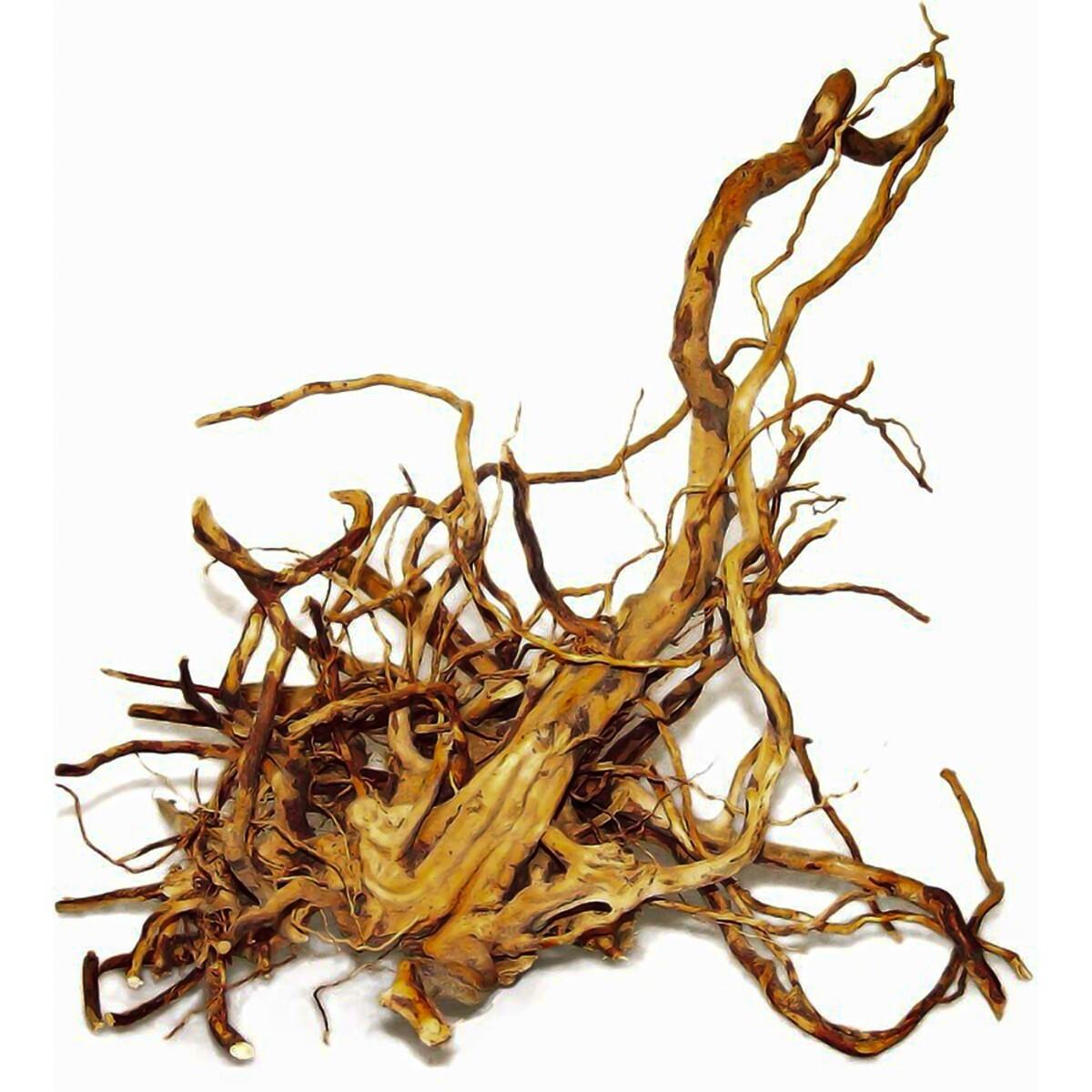 JAPANESE ROOT XXL dydis 1 vnt Happet