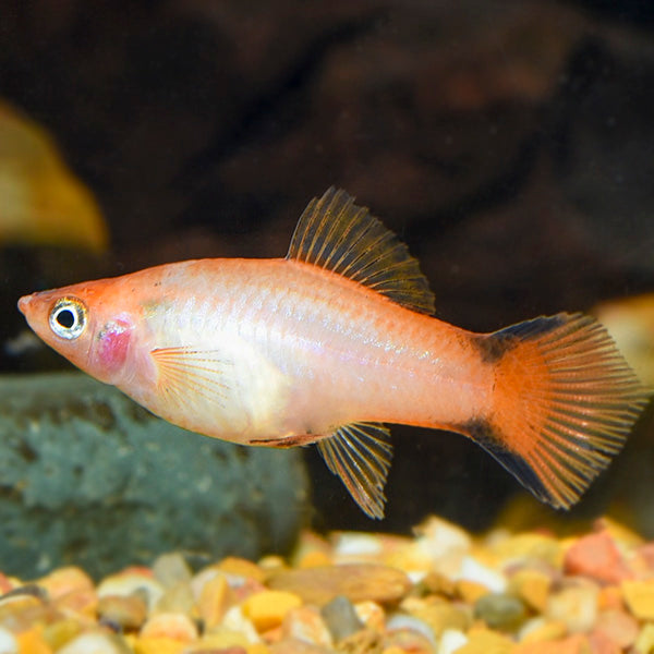 Swordtail Commet Pink