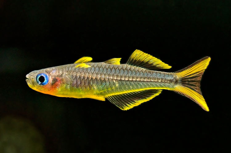 Pseudomugil furcatus