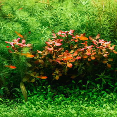 Aquarium plants