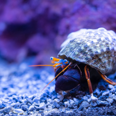 Aquarium crabs and crayfish