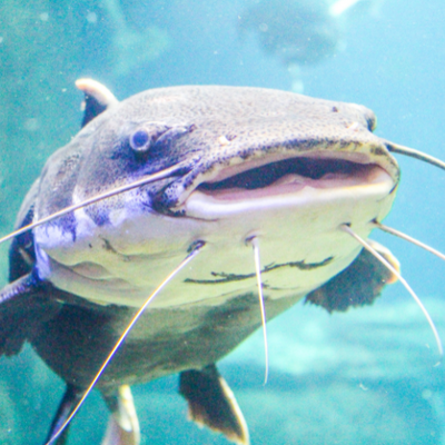 Catfish