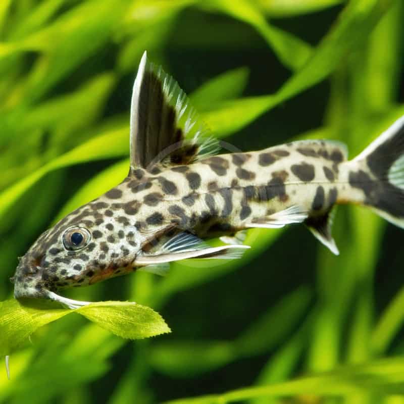 Synodontis petricola