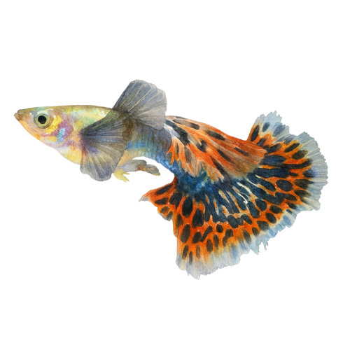 Guppy Dumbo Ear Leopard