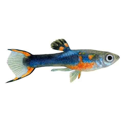 Endler guppy juoda liepsna