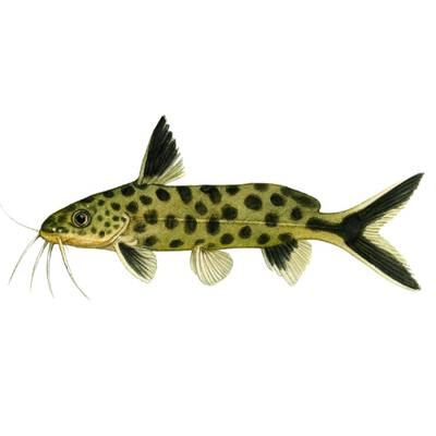 Synodontis petricola