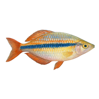 Melanotaenia trifasciata