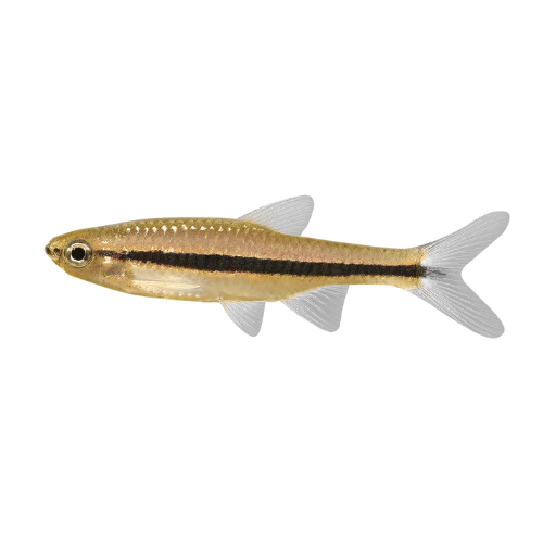 Rasbora einthovenii