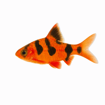 Desmopuntius rhomboocellatus