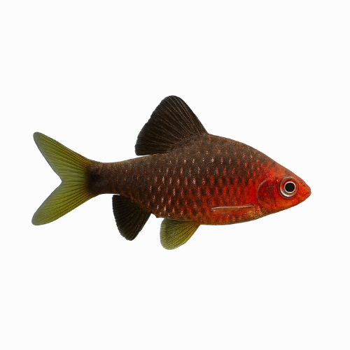 Pethia nigrofasciata