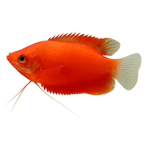 Colisa labiosa raudonoji