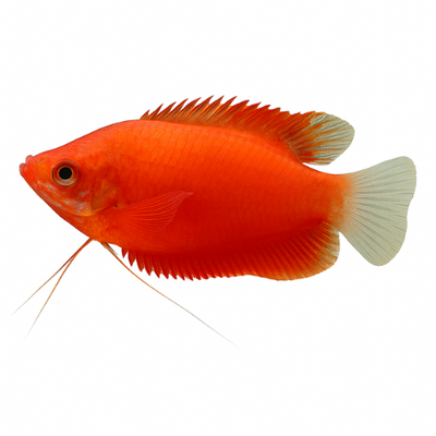 Colisa labiosa raudonoji