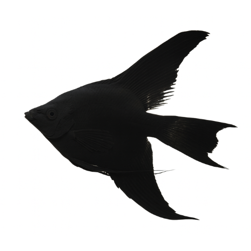 Pterophyllum scalare juodas