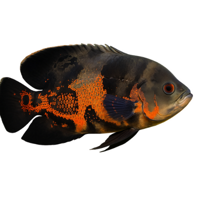 Astronotus ocellatus
