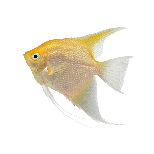 Pterophyllum skalare auksas