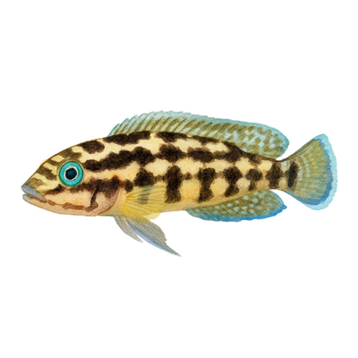 Julidochromis maleri