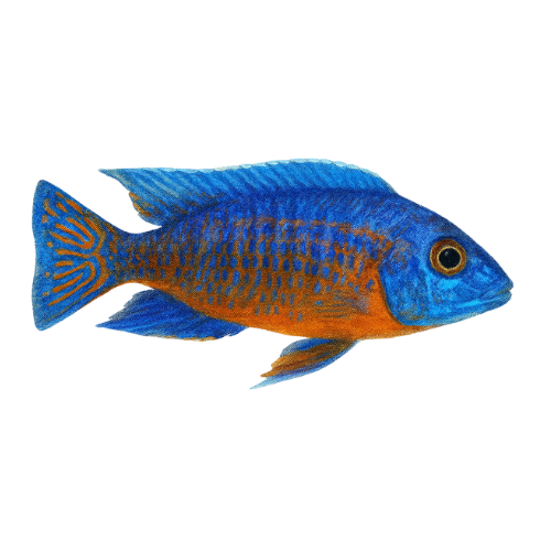 Aulonacara stuartgranti