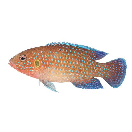 Hemichromis lifalili