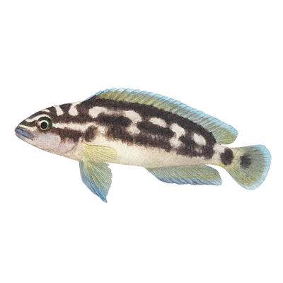 Julidochromis transscriptus