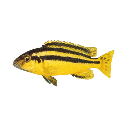 Melanochromis auratus