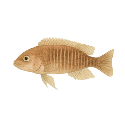 Daugiafastinis neolamprologas