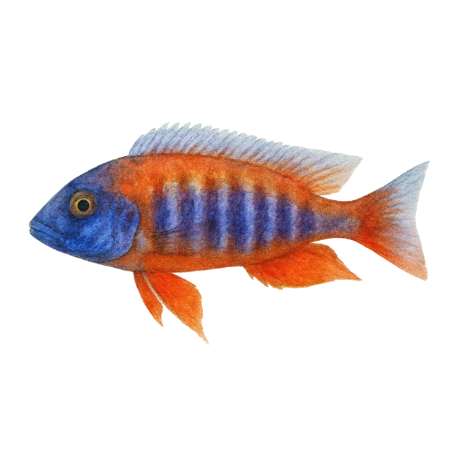 Aulonocara jacobfreibergi