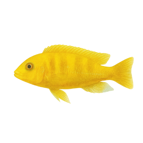 Pseudotropheus lombardoi