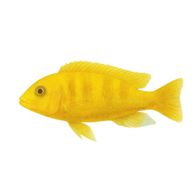 Pseudotropheus lombardoi