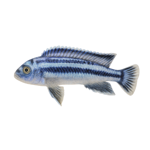 Rytinis melanochromis johanni